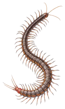 Imagen PNG para descargar